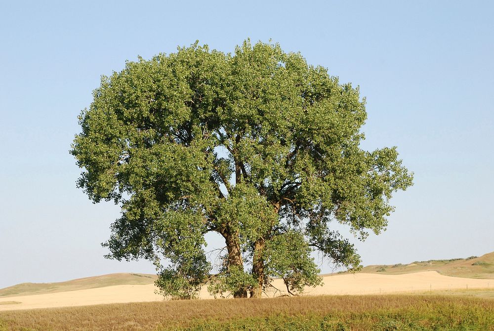 Plains cottonwood August 2015 in Wibaux County, Montana. Original public domain image from Flickr