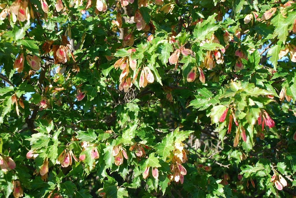 Amur maple (Acer ginnala) August 2015 in Wibaux County, Montana. Original public domain image from Flickr
