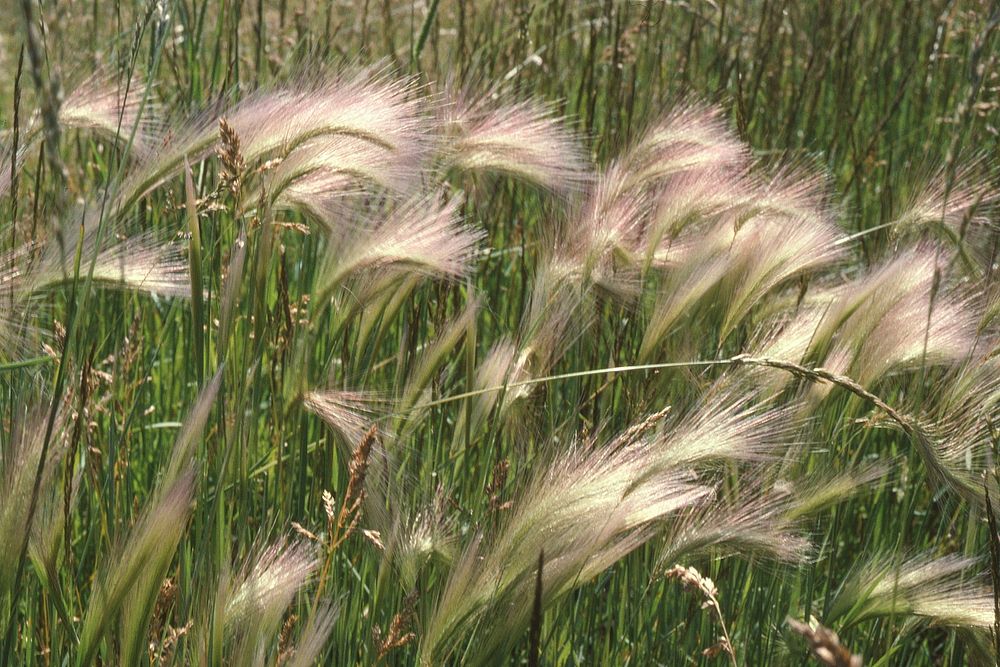Foxtail barley. Original public domain image from Flickr