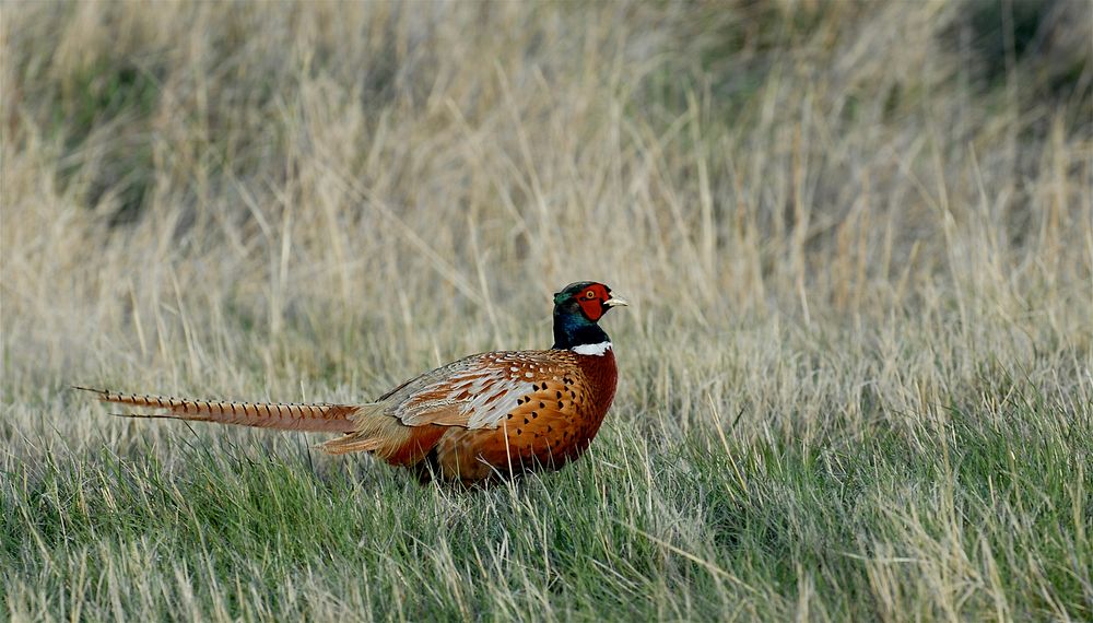 Pheasant north of Churchill, MT. April 2007. Original public domain image from Flickr