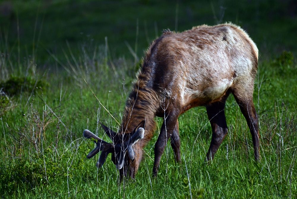 Elk at Neal Smith National Wildlife RefugePhoto by Joanna Gilkeson/USFWS. Original public domain image from Flickr