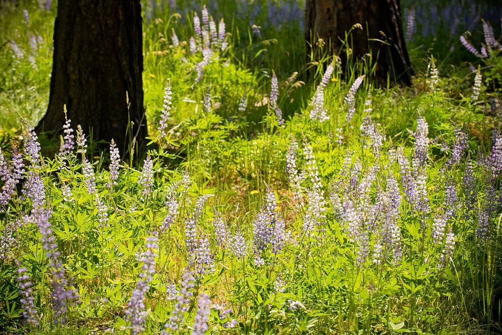 Lupine and other wildflowers and grasses grow in the forest understory the year after the Roaring Lion wildfire burned…