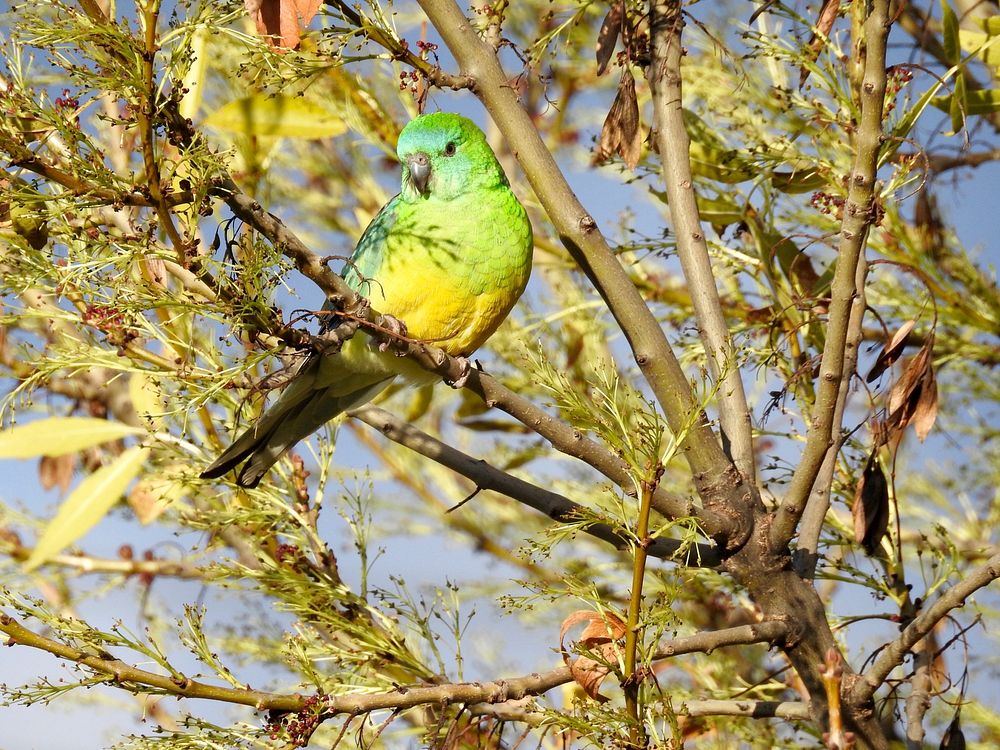 Red-rumped parrot.