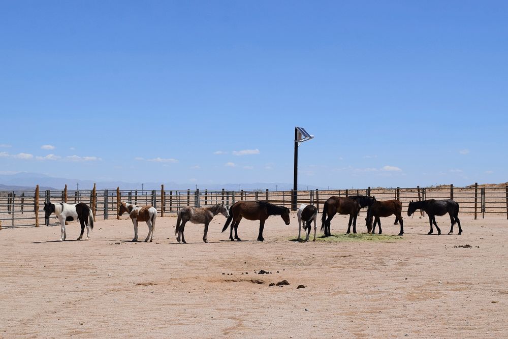 Caption: Horses at the Ridgecrest Regional Wild Horse and Burro Corrals. Learn more”…