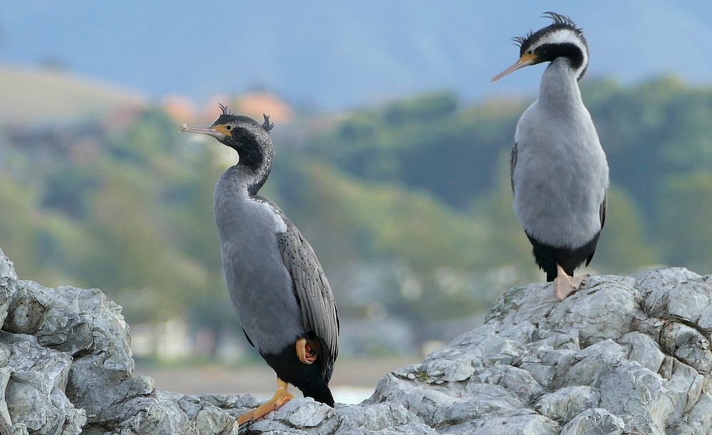 Spotted Shags.