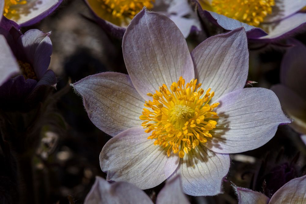 Pasqueflower macro shot. Original public domain image from Flickr
