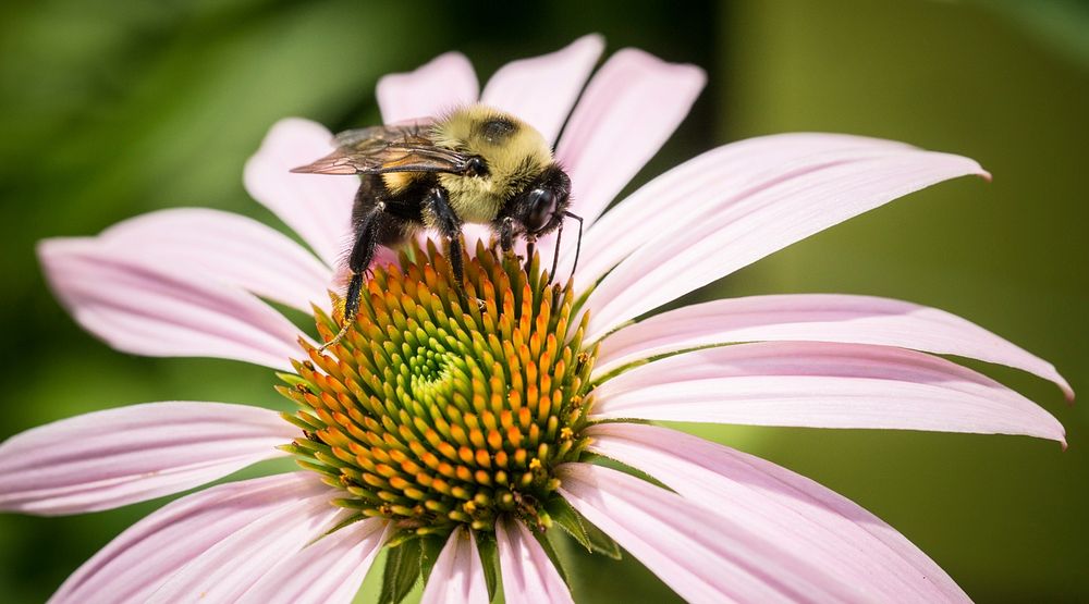 Pollinator plants and insects (such as this Echinacea and bee) are busy at the People's Garden in Washington, D.C., on…