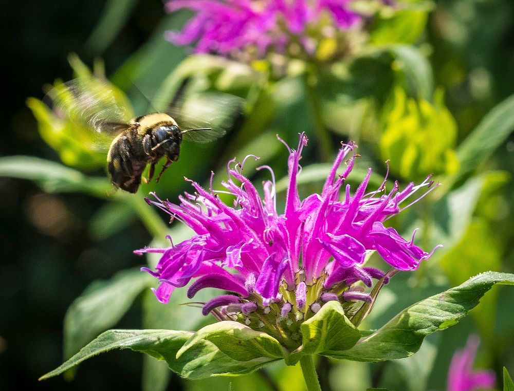 Pollinator plants and insects (such as this bumblebee) are busy at the People's Garden in Washington, D.C., on Wednesday…