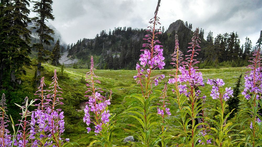Fireweed and dramatic skies in Morovitz Meadow in the Mt. Baker National Recreation Area, Mt. Baker-Snoqualmie National…