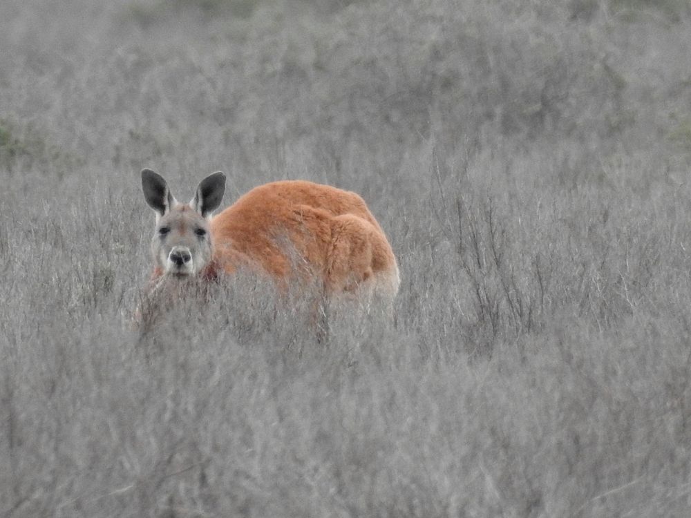 Red kangaroo (male).