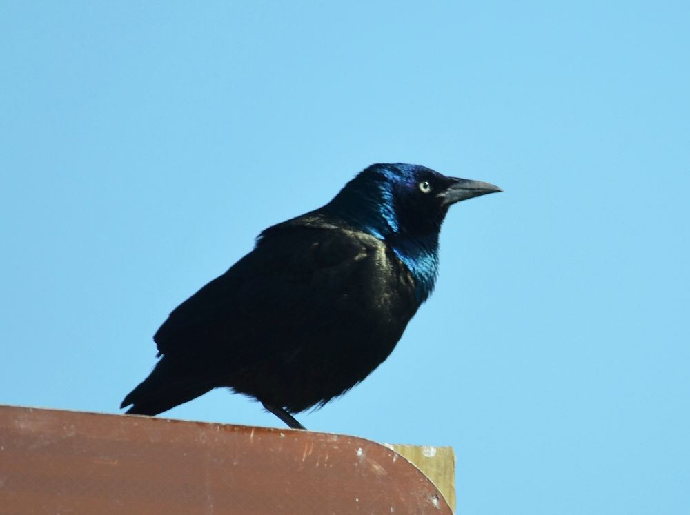 Common grackle in IowaPhoto by Joanna Gilkeson/USFWS. Original public domain image from Flickr