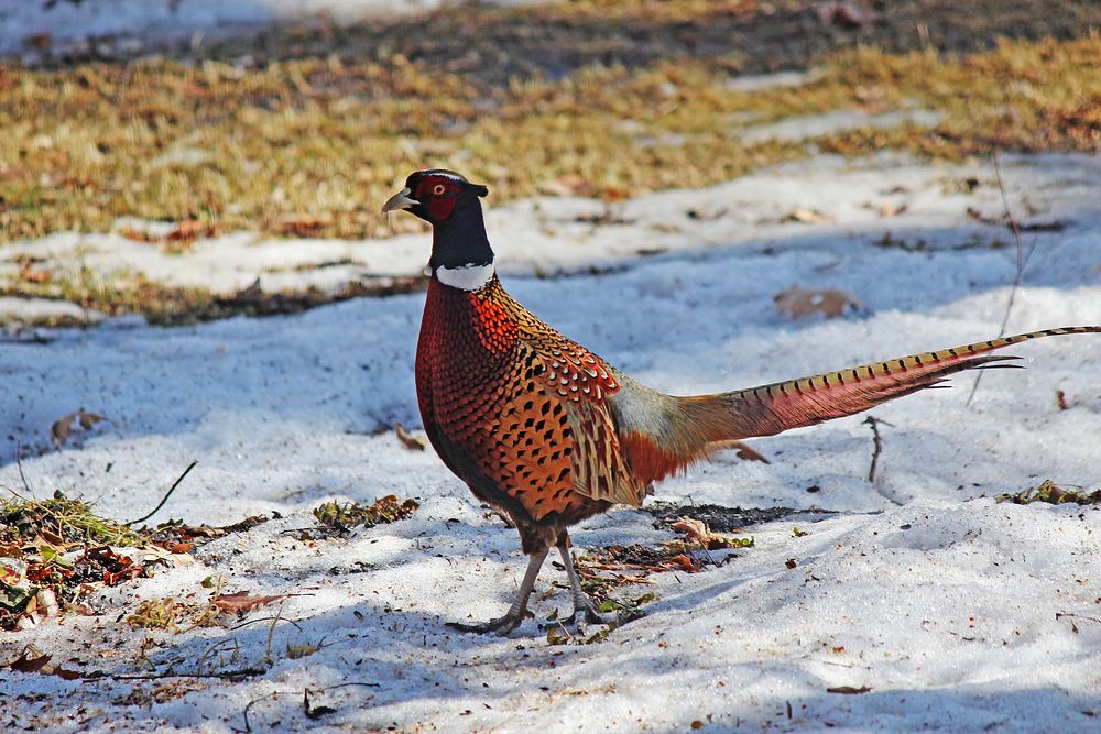 Ring-necked Pheasant. Original public domain image from Flickr