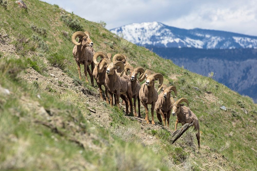 Bighorn rams on Mount Everts by Jacob W. Frank. Original public domain image from Flickr