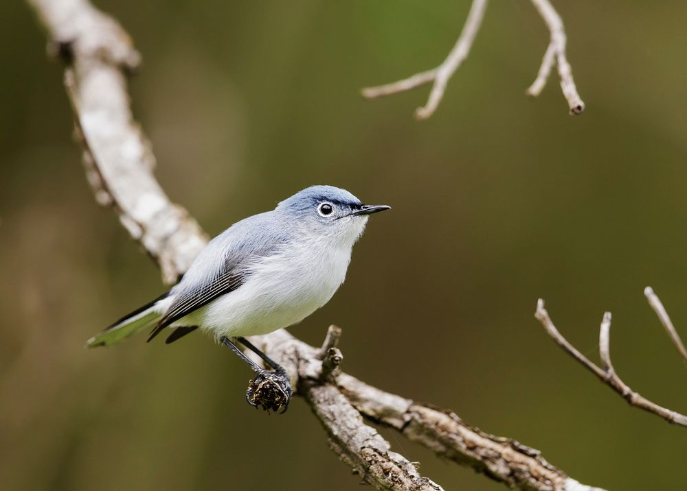Blue-gray gnatcatcher bird. Free public domain CC0 image.