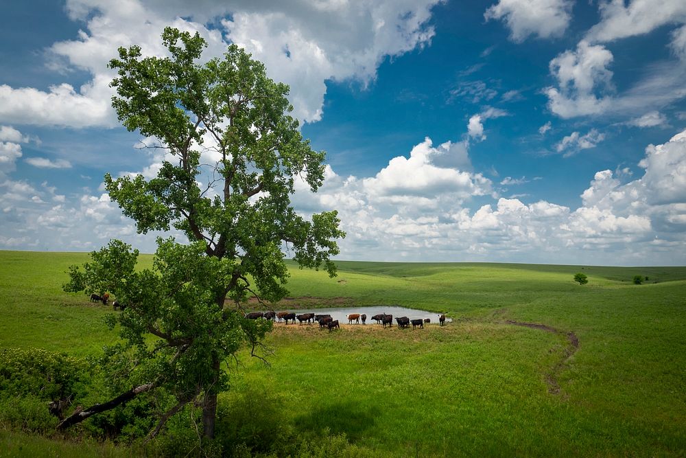 Cattle stay cool and hydrated in a pond in Lyon County, Kansas is situated in the heart of the Flint Hills geographical…