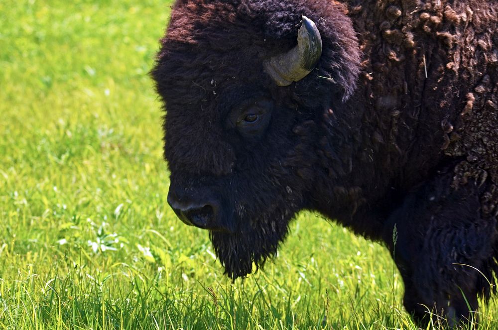 BisonPhoto by Joanna Gilkeson/USFWS. Original public domain image from Flickr