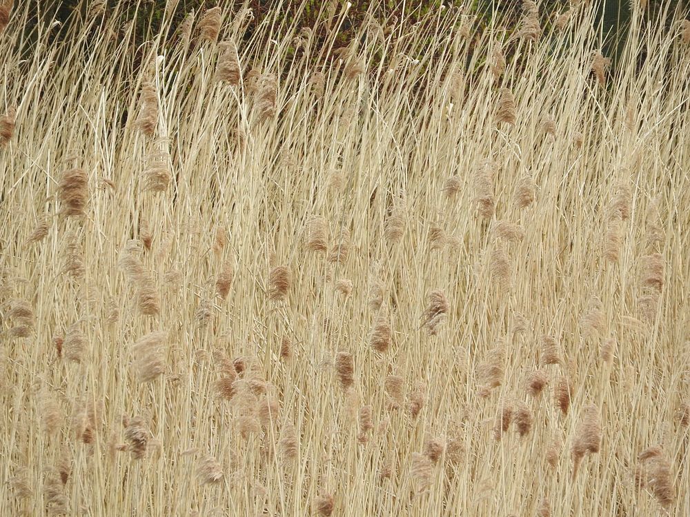 Grasses. Original public domain image from Flickr