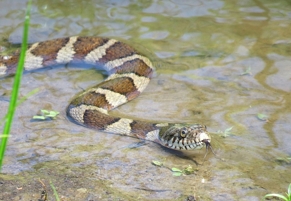 Northern Water SnakeNorthern water snake at the Horseshoe Bend unit of Port Louisa National Wildlife Refuge in Iowa.Photo by…