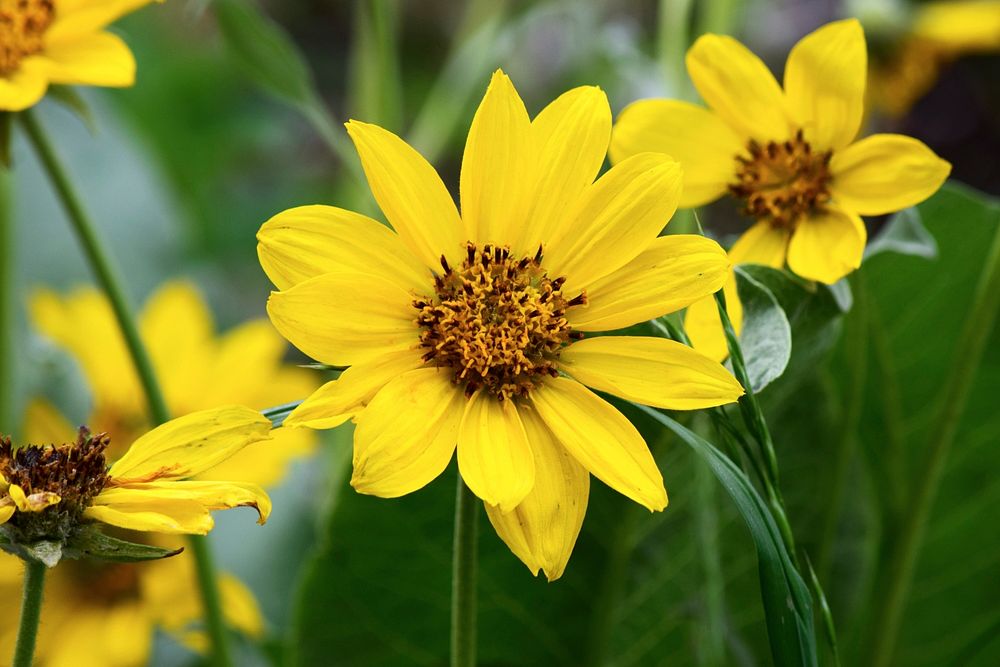 Sunflower SunshineSunny flowersCredit: US Forest Service. Original public domain image from Flickr