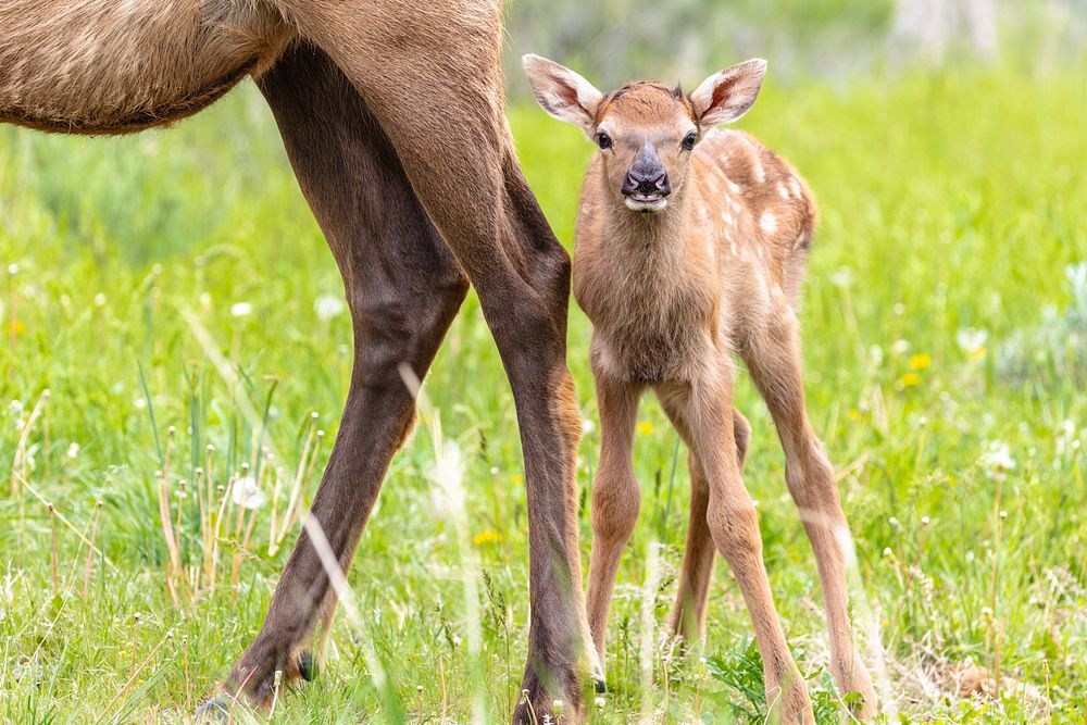 Elk calf stays close to its mother. Original public domain image from Flickr