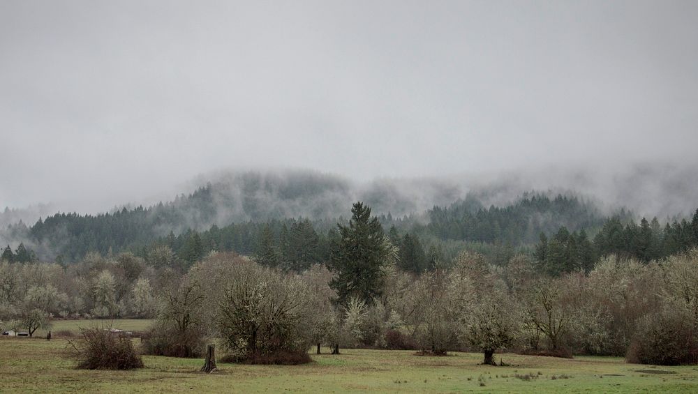 Coast Range in the winter, Oregon.