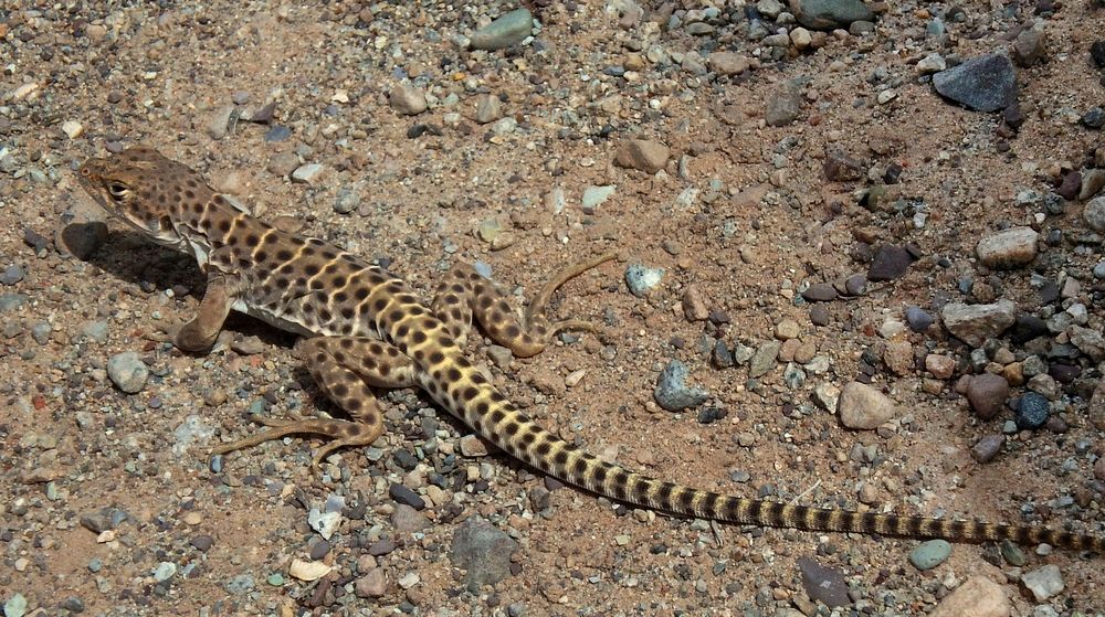 Long Nose leopard lizard (Gambelia wislizenii)