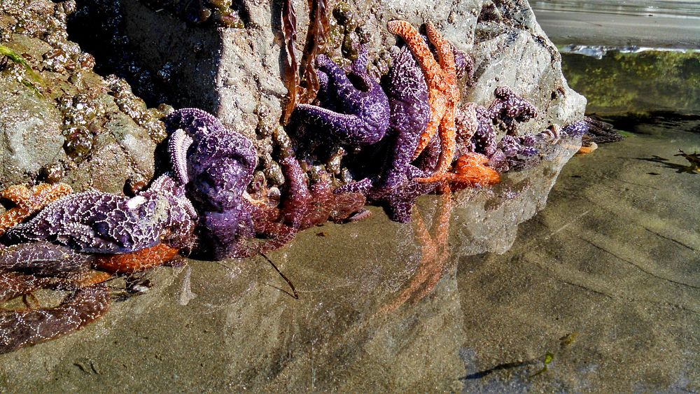 Purple and orange seastars along the Pacific Northwest Trail in Olympic National Park's Wilderness Coast. Original public…