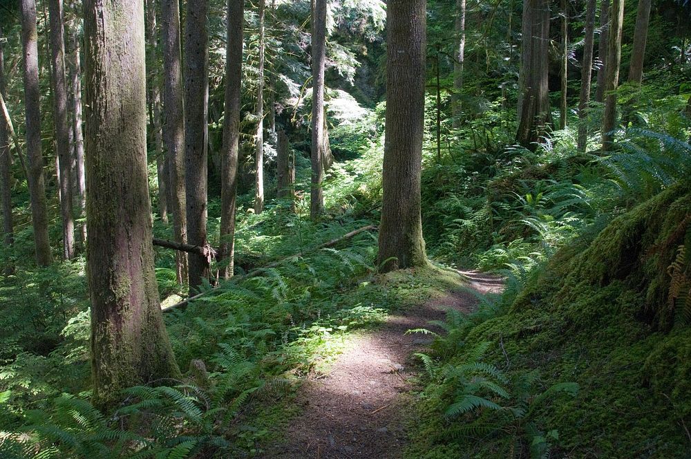 The Pacific Northwest Trail in the Mt. Baker National ForestSpotlight on the Pacific Northwest Trail near Baker Lake, Mt.…