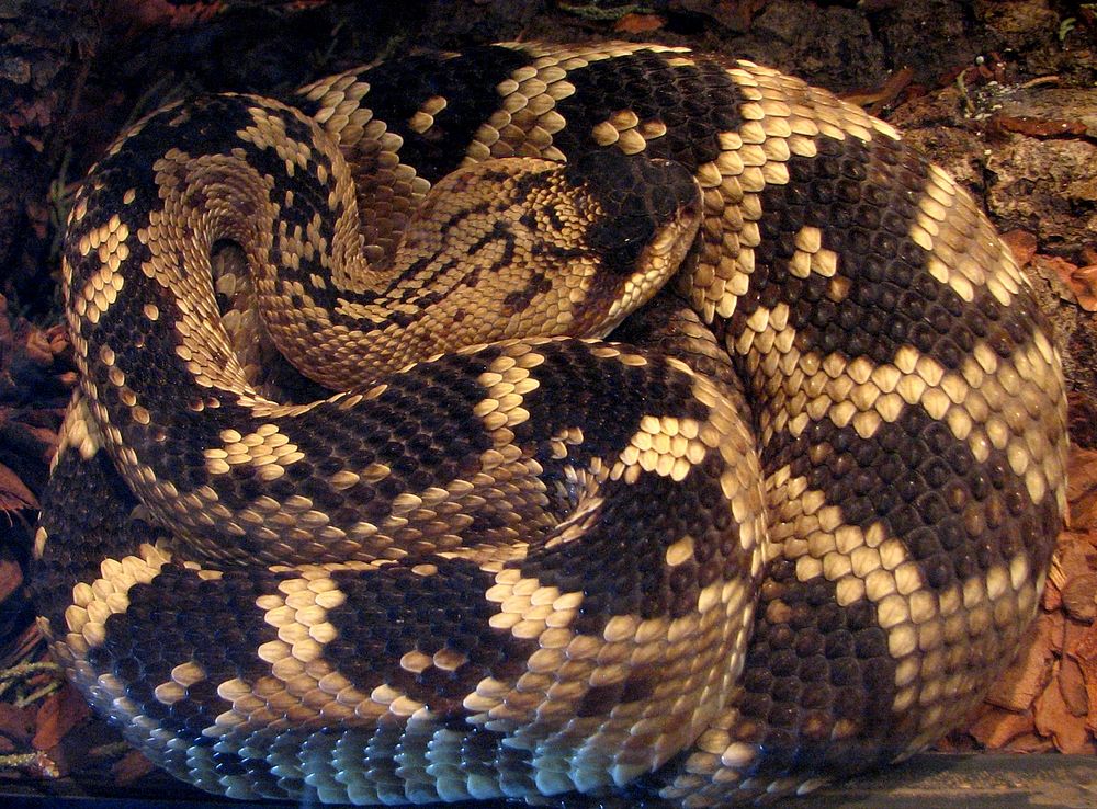 Snake. Original public domain image from Flickr