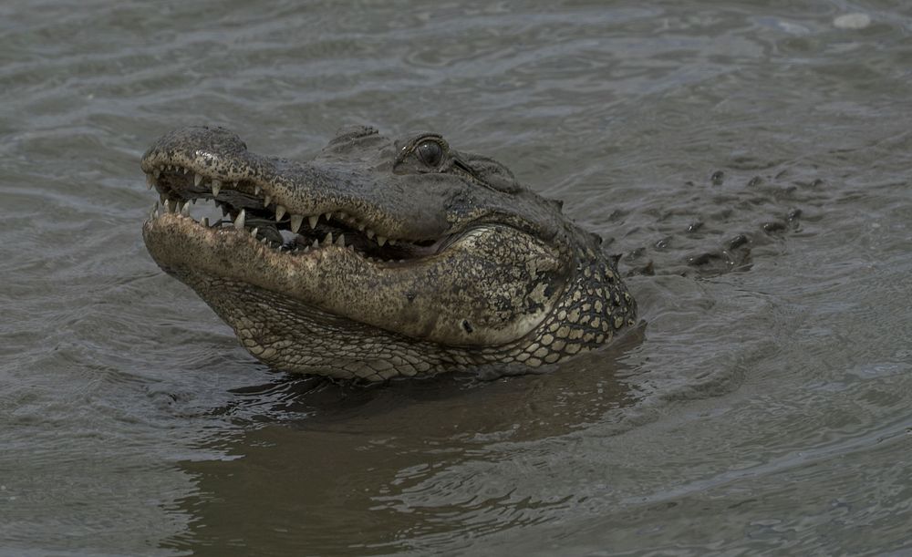 Alligator head above water. Original public domain image from Flickr