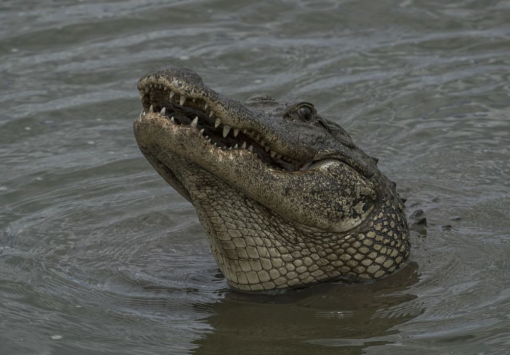 Wild American alligator .Original public domain image from Flickr