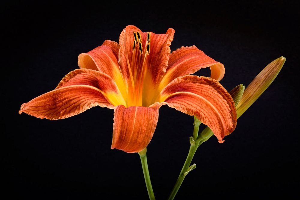 Orange lily background. Free public domain CC0 image.