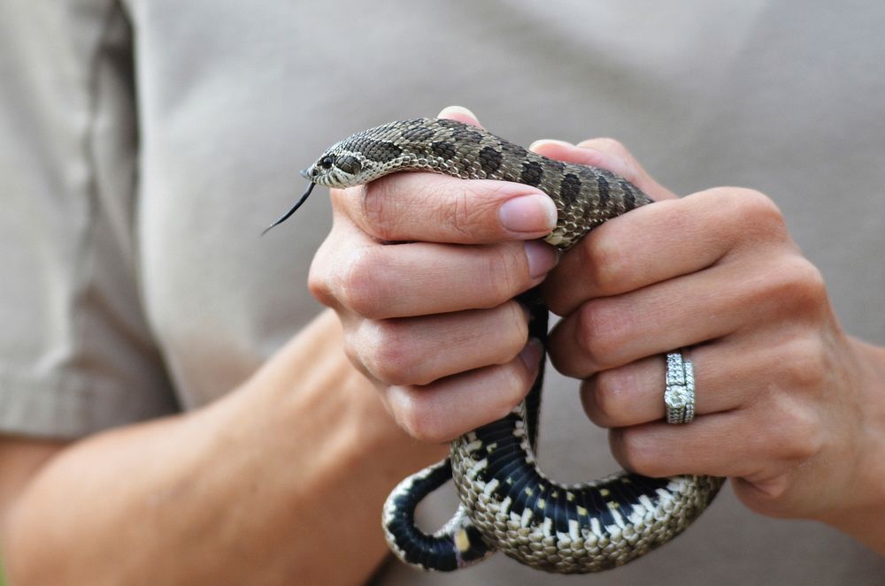 Western Hognose SnakeWe spotted this western hognose snake basking on a road at Sherburne National Wildlife Refuge in…