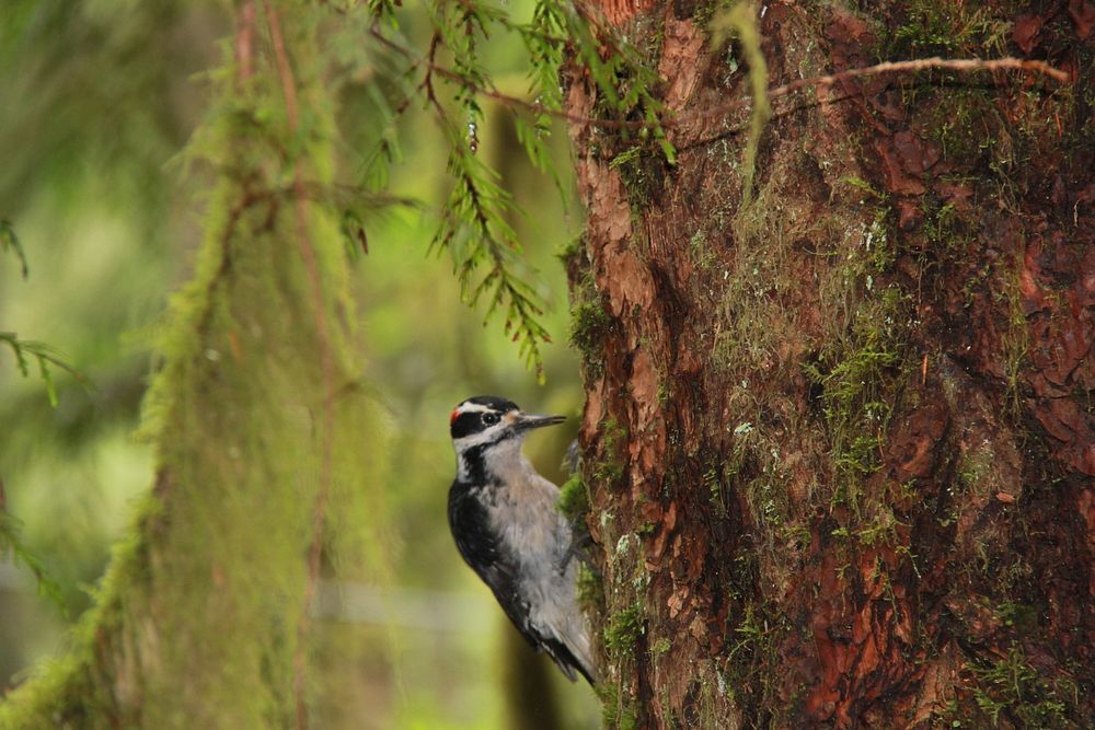 Woodpecker on Cedar-Mt Hood. Original public domain image from Flickr