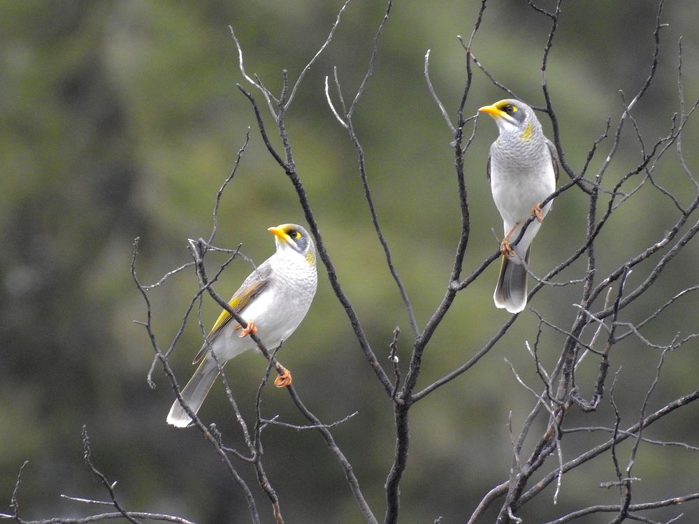 Yellow-throated miners.