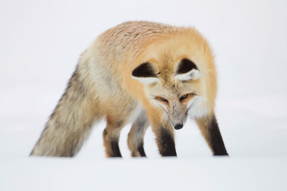 Hunting fox, Hayden Valley. Original public domain image from Flickr