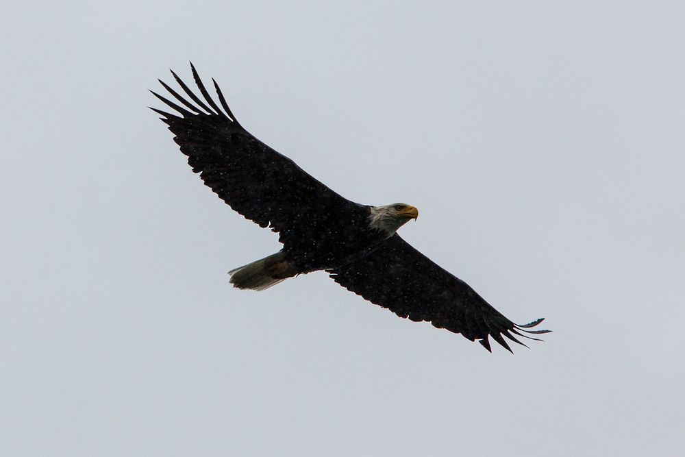 Bald Eagle - Haliaeetus leucocephalus. Original public domain image from Flickr