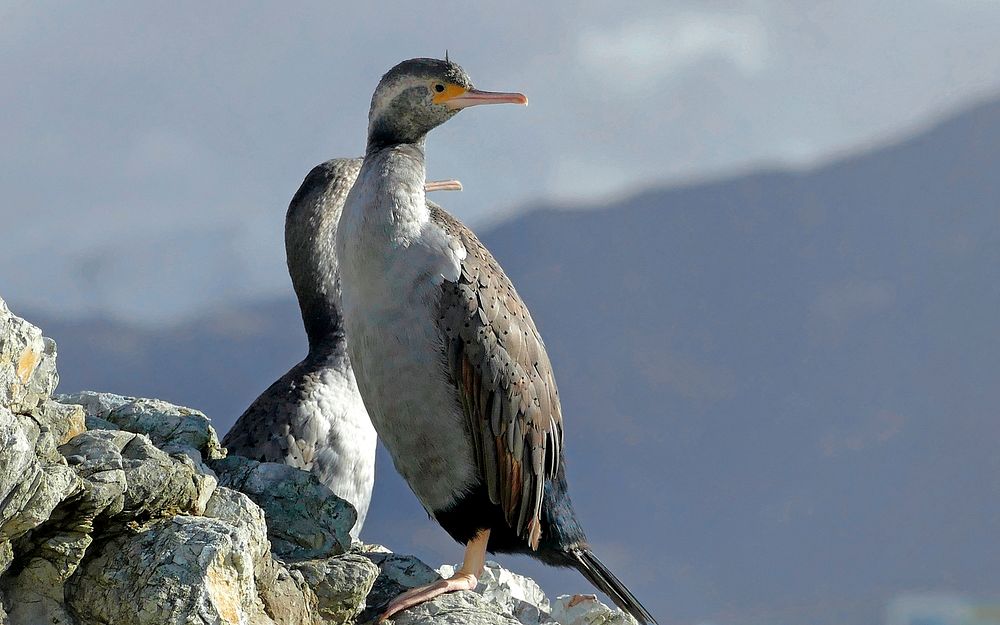 Spotted shags (Stictocarbo punctatus) are best known for their striking breeding plumage, double crest and bright green…