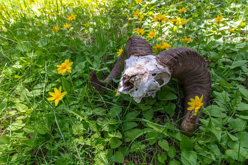 Ram skull in a patch of heartleaf arnica by Jacob W. Frank. Original public domain image from Flickr