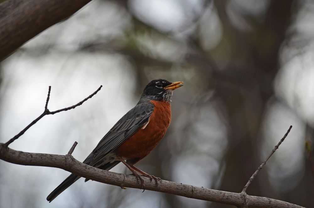 American robin perched on a branchPhoto by Courtney Celley/USFWS. Original public domain image from Flickr