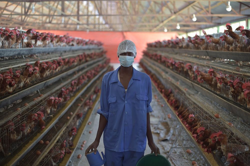 A worker at the Somali Poultry Farm in Mogadishu stands between two rows of chickens in one of the farm's chicken coops on…