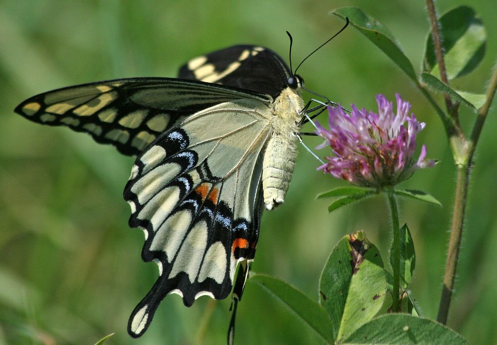 Papilio cresphontes.