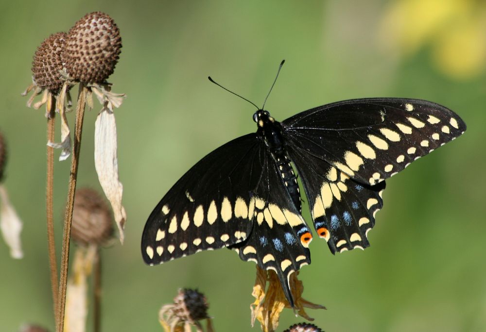 Black Swallowtail.