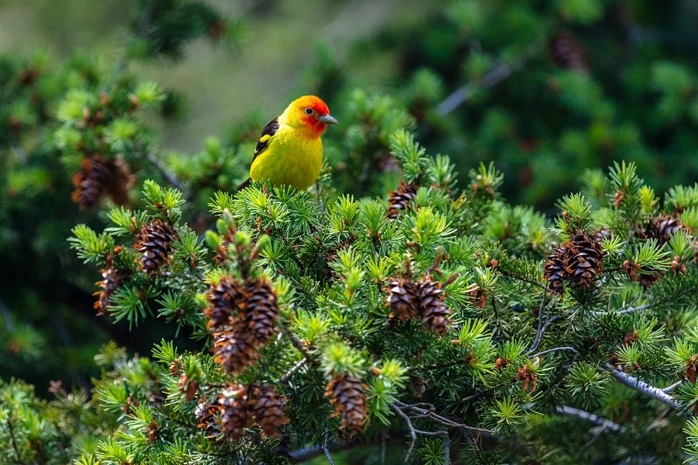 Western tanager perched on conifer. Original public domain image from Flickr