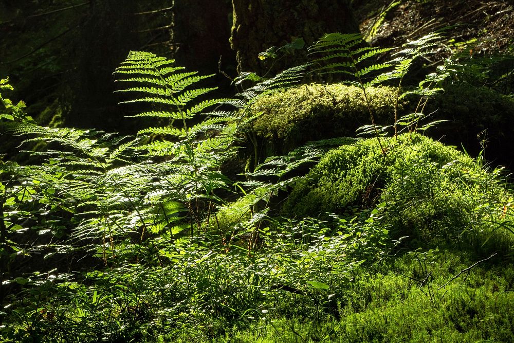 Ferns and mosses in Gullmarsskogen ravine.