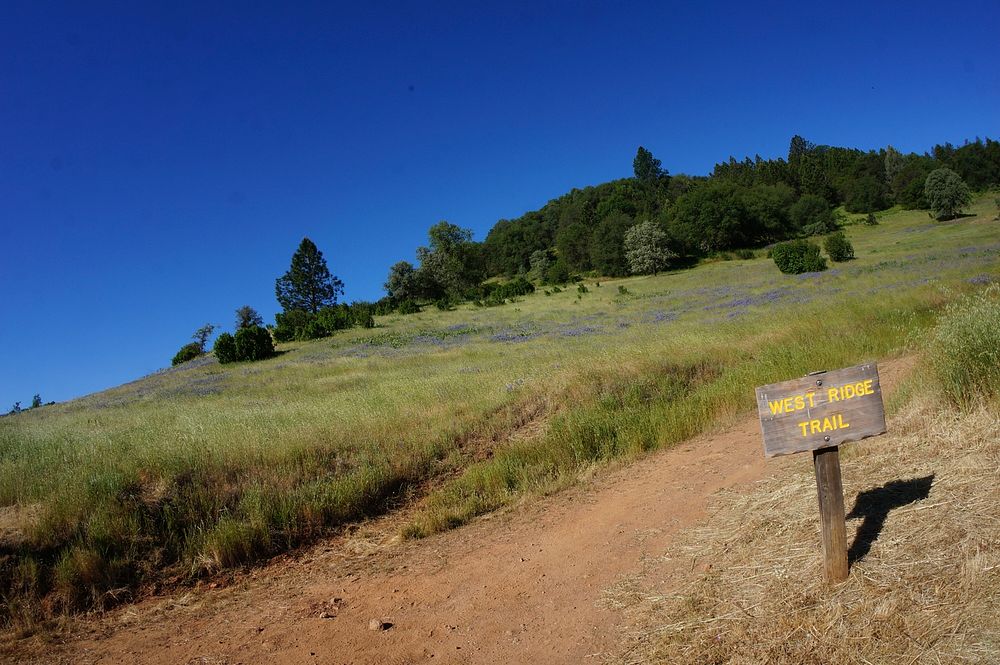 This month when you see the cottony clouds floating across the rolling green slopes of Cronan Ranch Regional Trails Park…
