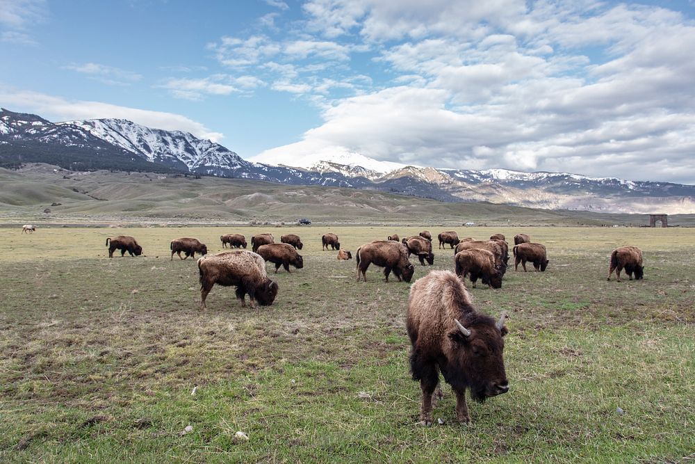 Bison grazing near the North Entrance on a spring morning by Jacob W. Frank. Original public domain image from Flickr