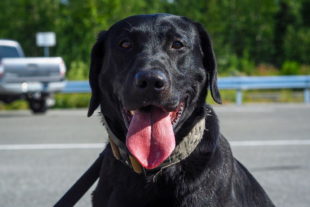 Teddy, a Military working dog. Original public domain image from Flickr