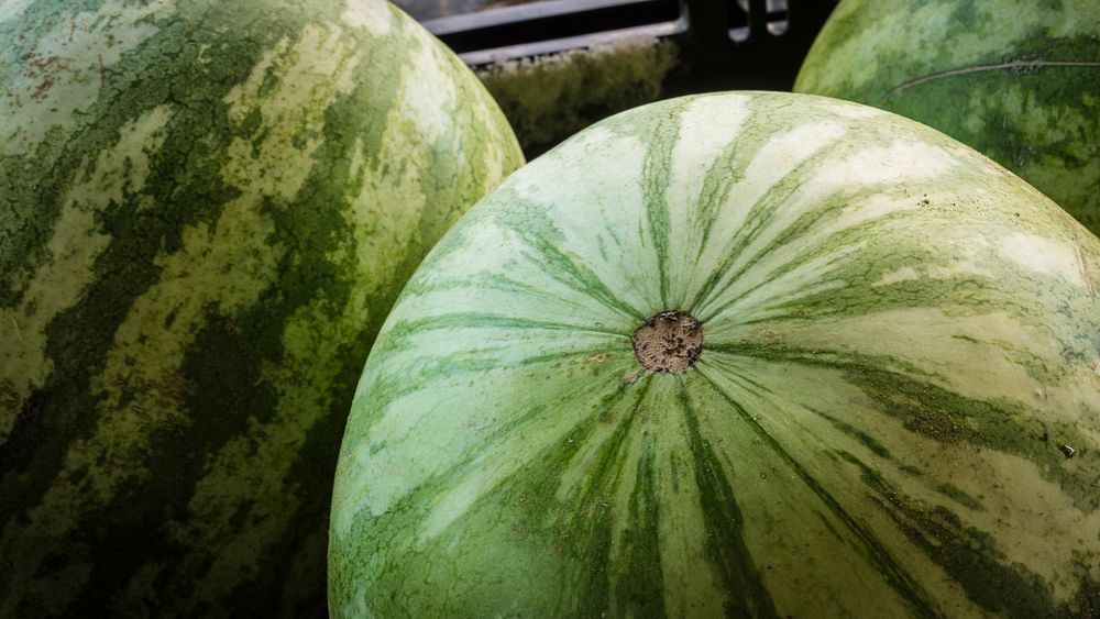 Watermelon such as these from the vendors at the U.S. Department of Agriculture (USDA) are used for the USDA Farmers…