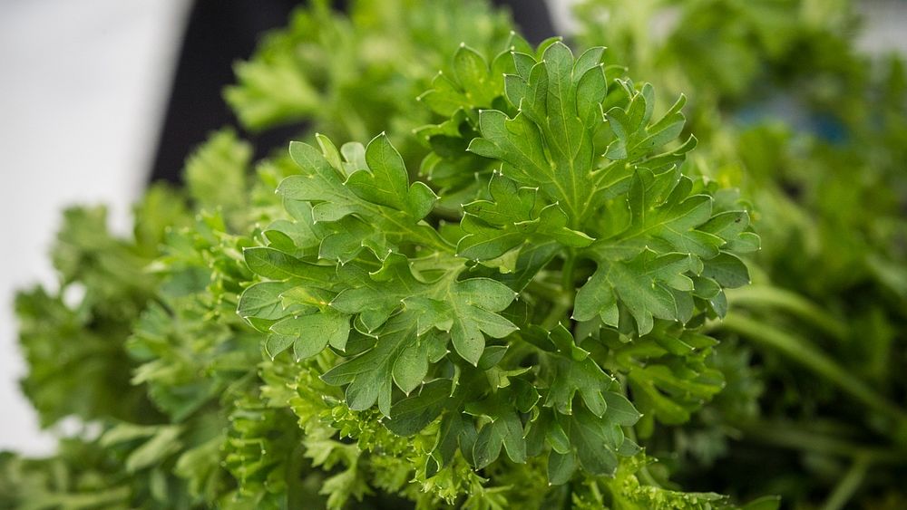 Parsley from vendors at the U.S. Department of Agriculture (USDA) Farmers Market, where USDA employees from the Agricultural…
